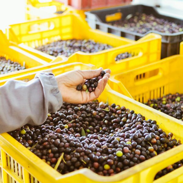 Extra Virgin Olive Oil